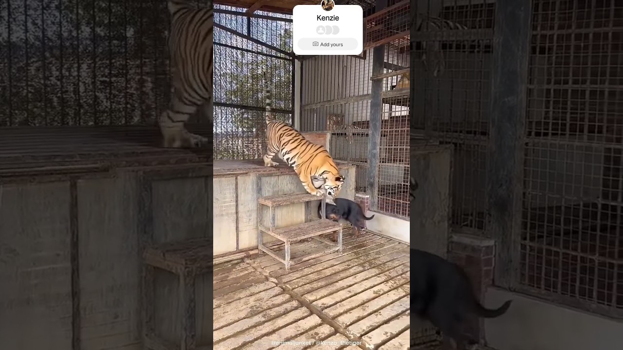 Kenzie and love vs funn 🤯💕💥💗 