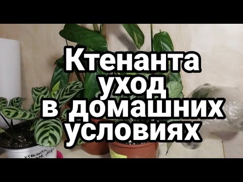 Ктенанта: уход/пересадка/размножение