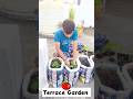 Growing Tomatoes at Home | Terrace Garden  #viral #shorts #youtubeshorts