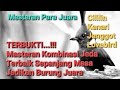 Masteran Terbaik Sepanjang Masa Untuk Murai Batu,Kacer / Terbukti Jadikan Burung Juara