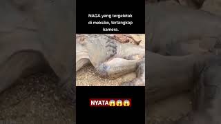 Keberadaan Naga Di Dunia Ternyata Nyatapenemuan Naga Di Meko