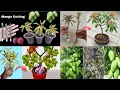 SUMMARY OF MANGO GROWING TECHNIQUES, using only bananas or alovera in many ways