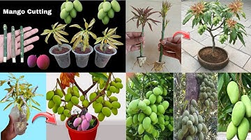 SUMMARY OF MANGO GROWING TECHNIQUES, using only bananas or alovera in many ways
