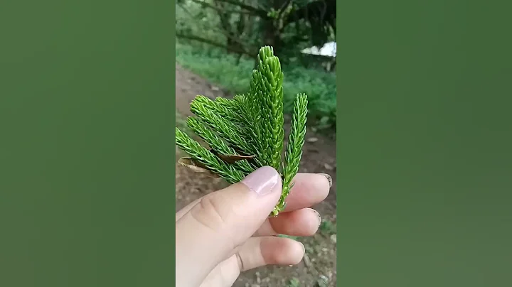 Even A Tiny Pine Tree can be Propagate