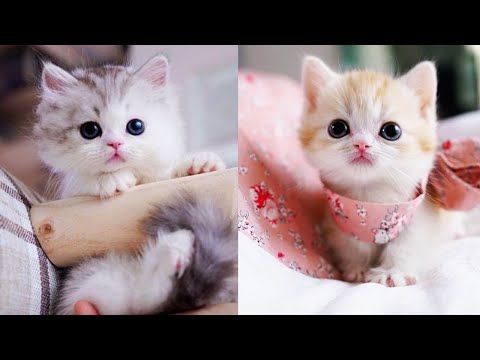 Baby Cats - Cute and Funny Cat Videos Compilation #59 | Aww Animals