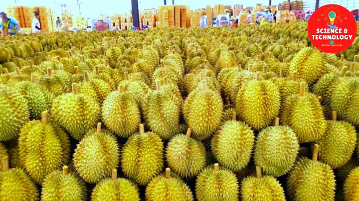 Amazing Durian Farming,China is the World Largest importer of Durian, World Largest DurianPlantation - DayDayNews