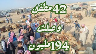 أسواق الريف الشمالي للحسكة(مشيرفة)2-10 السوق للغنم المطافيل بالدرجة الأولى-المطفل سعرهابين300$و360$