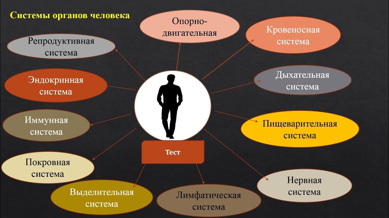 Коем система. Коем система. Соматосенсорные функции ствола мозга. Формулярная система картинки. Косвенные антиоксиданты.