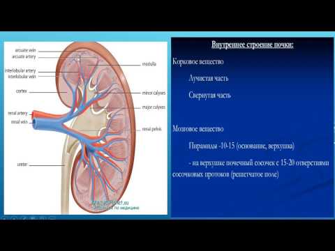 МОЧЕВЫДЕЛИТЕЛЬНАЯ СИСТЕМА. ПОЧКИ, МОЧЕТОЧНИКИ