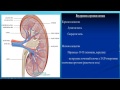 МОЧЕВЫДЕЛИТЕЛЬНАЯ СИСТЕМА. ПОЧКИ, МОЧЕТОЧНИКИ