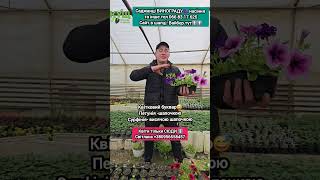 #кущ #панянка75а #Полтава