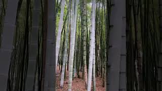 Download Lagu Bambu ağaçları MP3