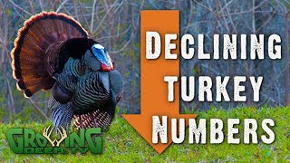 Why Hunters Are Seeing Fewer Wild Turkeys And What to Do About It! (633)