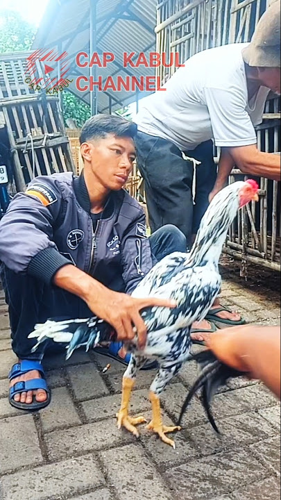 mystery of blorok chicken #chicken #animals #chicken
