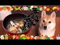 犬用「年越しそば」を食べてみたら悲惨なことになった年末の日