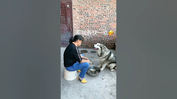 狗子和奶奶在一起久了，竟能無障礙溝通了，這也太神奇了【梁彬家的汪星人】 - 天天要聞