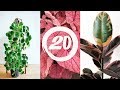20 PLANTAS LINDAS PARA TER EM CASA E COMO CUIDAR | Paulo Biacchi