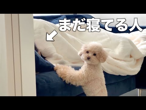 イケメン同期が泊まった翌朝は分かりやすく気合が入るトイプードル