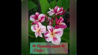 ☘️ #Plumeria plant ☘️ (Chafa)All colours#