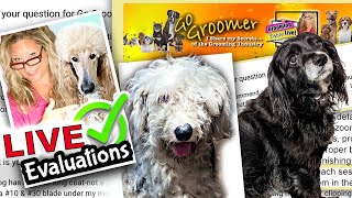 Live dog grooming critiques  viewer submissions