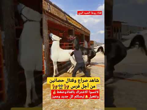 شاهد صراع وقتال الخيول من أجل فرس