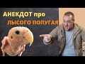 Анекдот про Лысого Попугая | Прикольные анекдоты 2021 от Пошлого