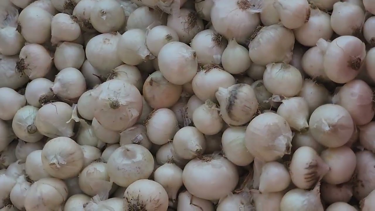 મહુવા માર્કેટિંગ યાર્ડ મા સફેદ ડુંગળી ના બજાર ભાવ મંગળવાર 16 12 2025 