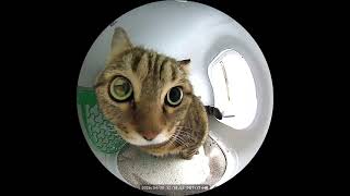 Oh my god I m being watched#Tabby cat#kitty