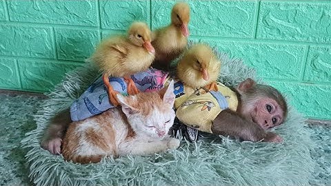 Orphaned Duckling Thinks CUTIS Is Mother