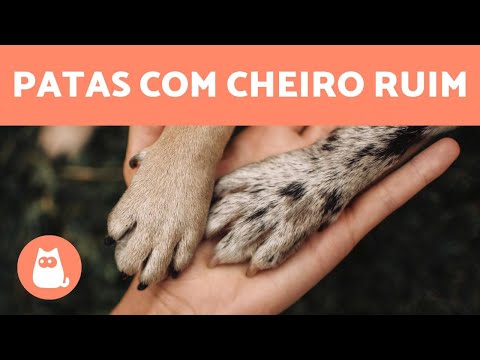 Mau cheiro nas patas do cachorro 🐾🐕 (Causas e o que fazer)