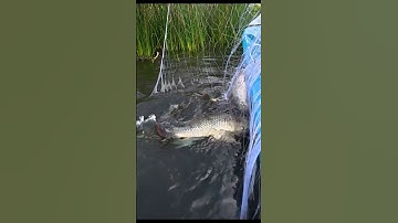 Cá Rô Phi Khủng Trong Vuông Tôm Cà Mau | Dính Cá To Nặng Trĩu #shorts  #nature