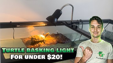 The BEST Cheapest Basking Light for a Turtle (only $18)