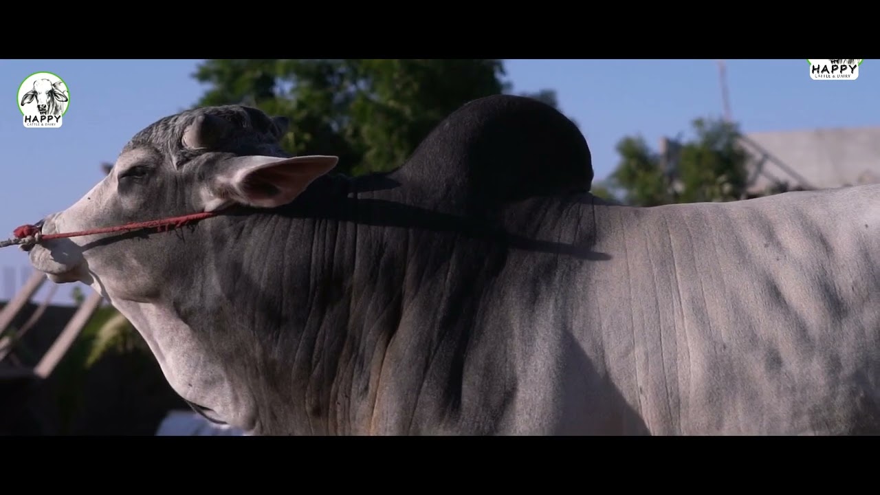 HAPPY CATTLE AND DAIRY JOURNEY#farm #farmlife #cattlefarm #since2009 #cattleindustry