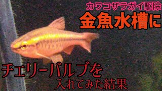 カワコザラガイ駆除 金魚水槽にチェリーバルブを入れてみた結果 Youtube カワコザラガイ駆除 金魚水槽にチェリーバルブを入れてみた結果 Youtube