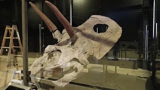 Largest Dinosaur Skull Ever Discovered To Go On Display