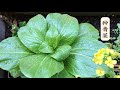 在家种青菜 How to grow Pakchoi at Home | Comment faire pousser Pakchoi