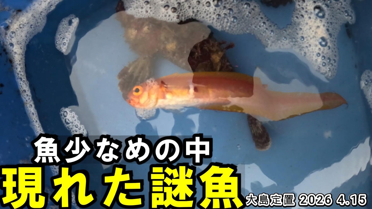 A mysterious fish appeared amidst a generally low catch of fish