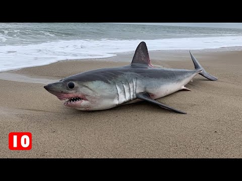 Βίντεο: Βοήθεια! Έχω μια ερπετό!