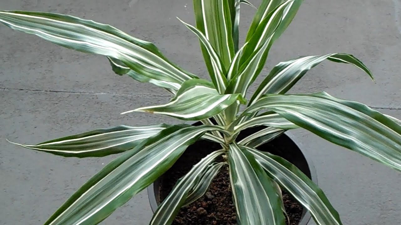Dracaena Deremensis Warneckii - Narrow striped leaves - YouTube