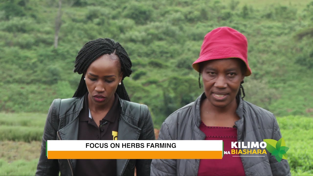 Kilimo na Biashara | Herbs farming