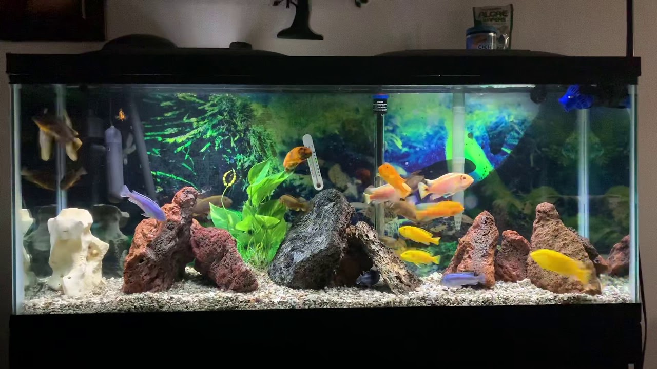 55 Gallon Mbuna Cichlid tank YouTube