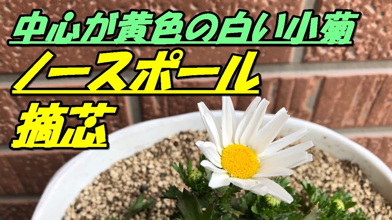 ノースポール苗20株