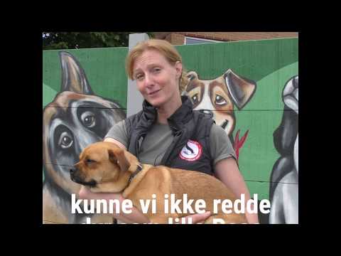 Video: Bekræftede Minimumshunde Til Hunde PC Bekræftet