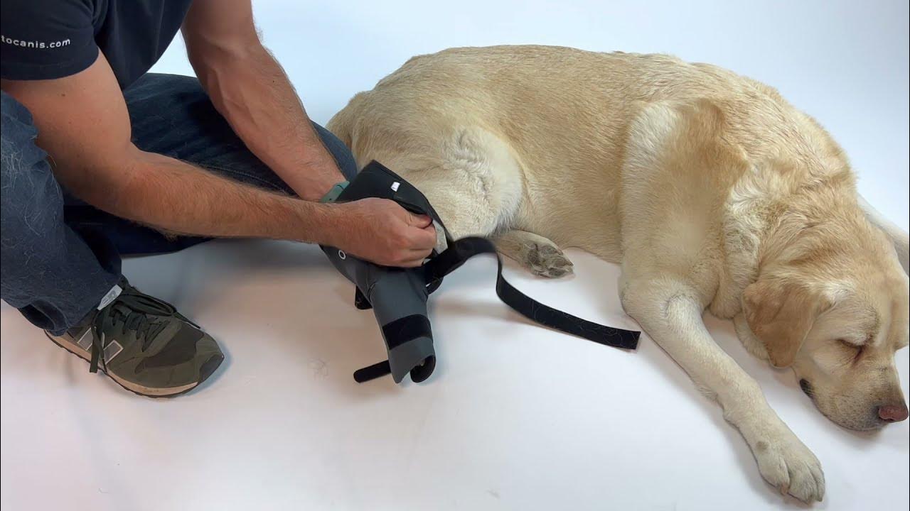 Dog knee brace instructions YouTube
