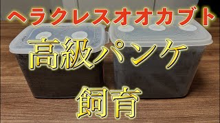 【アートオブヘラクレス】09 ヘラクレスオオカブト　高級パンケ飼育