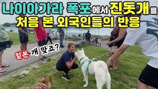 The Reactions from Americans Who See a Tiger Jindo Dogs. feat: Niagara Falls Family Trip