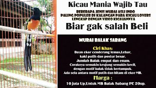 Jenis Murai Batu asli Indonesia,Lengkap dengan Kicaunya/Populer di kalangan Kicau mania