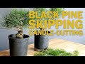 Black Pine Bonsai Maintenance - Skipping Candle Cutting Season