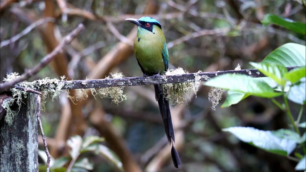 Andean Motmot in Colombia 