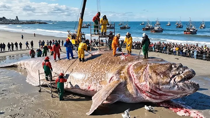 Unbelievable Giant Grouper Catch – Fishermen Land a Monster at Sea!